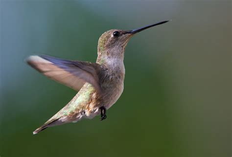 HUMMING BIRD [kinbousokai] .